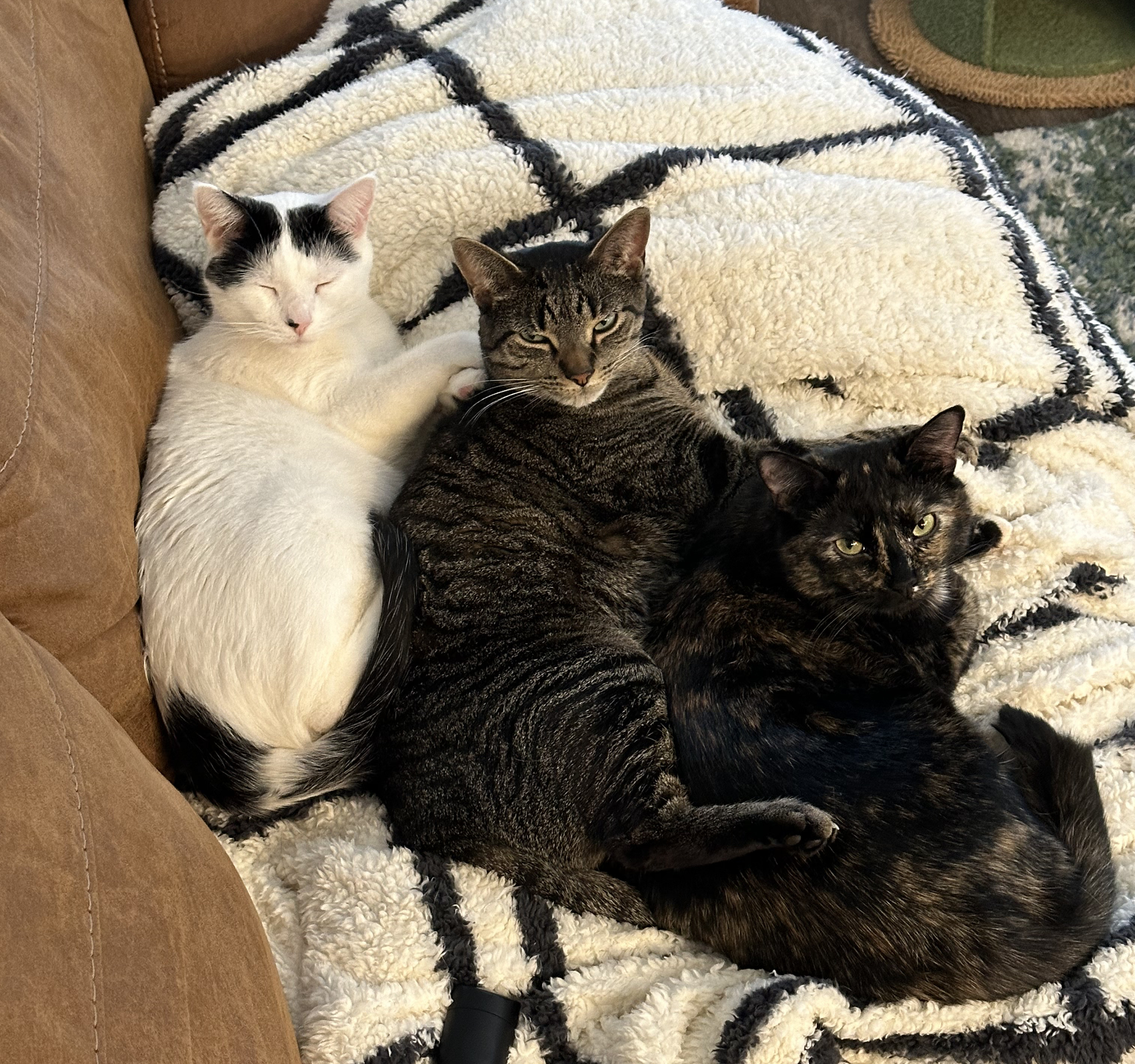 Rotary, Axl, and Piper